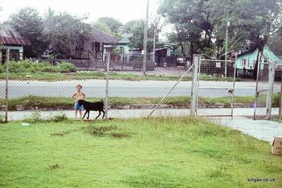 Keith with stray goat.
Keywords: Siglap Drive;goat;Keith Egan