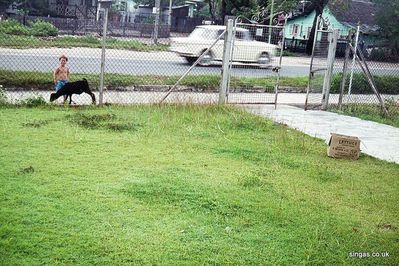 Keith & Goat ( Hmm, DINNER).
Keywords: Keith Egan;Goat;Siglap Drive