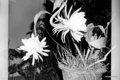 Moonflower.  I still have offspring of this plant growing in my UK conservstory - spectacular night flowering blooms
Keywords: Mike Ford;RAF Tengah;Moonflower