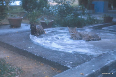 Tiger & mickey
Our tomcat Tiger & Anna Googanâ€™s female cat Mickey enjoying the sun,  possibly after creating the kittens that Mickey had.
Keywords: Lou Watkins;Anna Googan