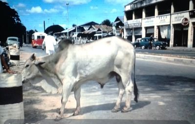 Sacred Cow at Alexandra
