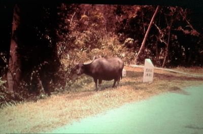 Singapore 'lost sheep' ! 1960
