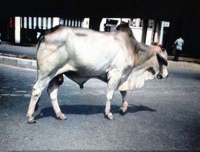 Sacred Cow at Alexandra 1959/60
