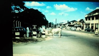 Sacred Cow visiting the BMH Alexandra - 1959/60
