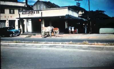 Two cows at Alexandra 
