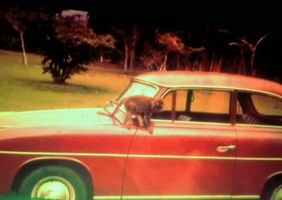 Monkey on the car - Botanic Gardens - 1960
