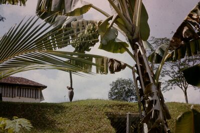 Banana plant back garden. Building in Kemat Road in background.
