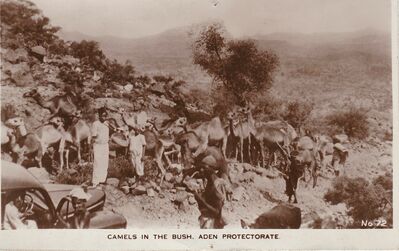 Camels in Aden where the ship stopped to disembark personnel
